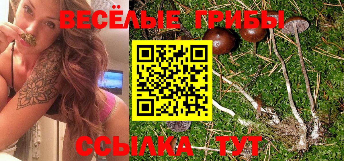 Псилоцибиновые грибы Cubensis  Вход с VPN  Псилоцибиновые грибы прущие грибы  Всеволожск 